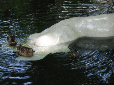 Some awesome ducks in the grove pond