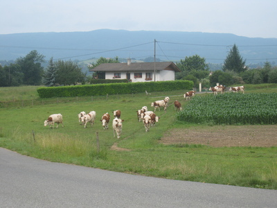 Cows on the walk down to Rumilly
