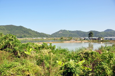 Walking at Qi'ao Mangroves