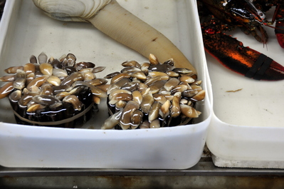 Whatever these were (small things in front of the geoduck) they were alive and moving