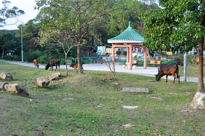 Wild cows!