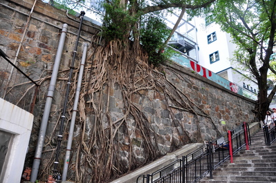 Not sure what this tree is rooted too