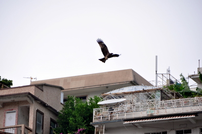 Black Kite circling while we ate lunch