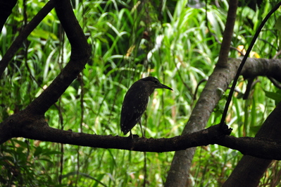 Random bird