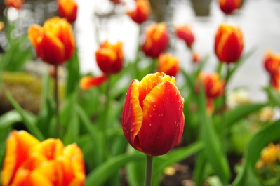 Water-beaded tulips in the gardens at Powerscourt