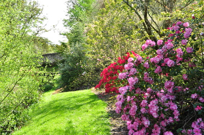 Flowers at Blarney Castle