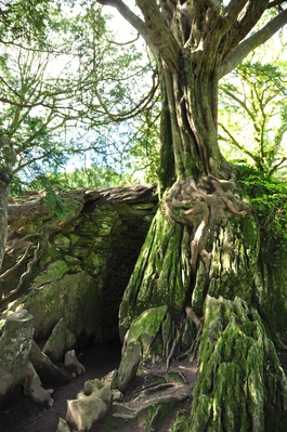 The Witch's Kitchen