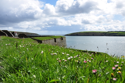 Flowers and ocean at Charles Fort