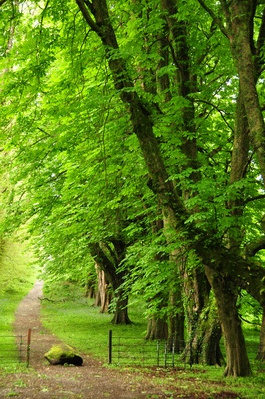 Green stuff at Muckross Estate