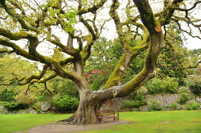 More greenery on Muckross Estate