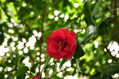 Flower in Muckross Estate