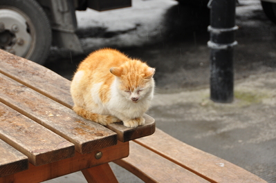 Our lunch companion outside the grocery store