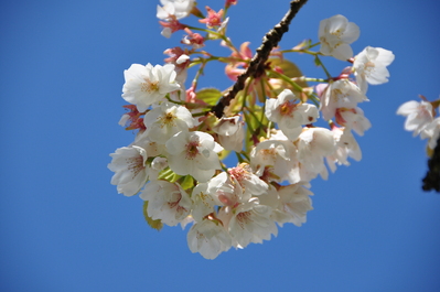 Flowers and sky at Birr castle