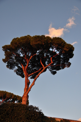 Sunset on cool tree while walking