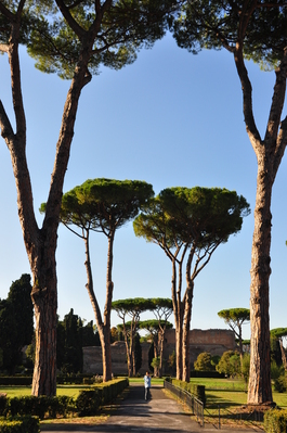 Kim in the trees at the Baths of Caracalla