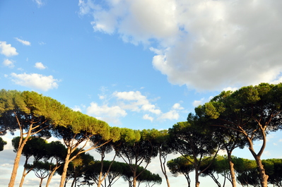 Trees inside the Forum