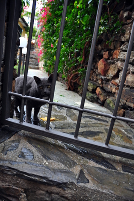 A cat in a yard