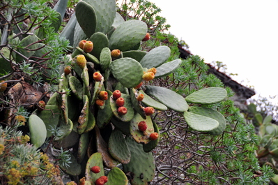 Cactus, they grow everywhere here