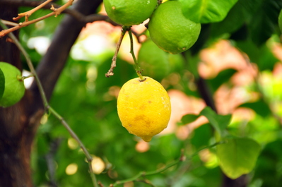 Lemon