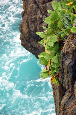 Dangling cactus and awesome coloured water