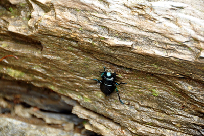 Little beetle on the path