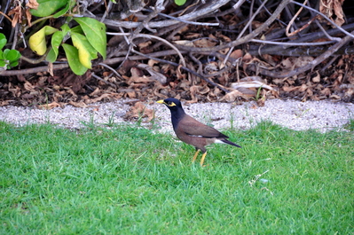 Weird bird