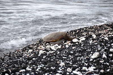 Sea turtle!