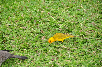 Weird bird