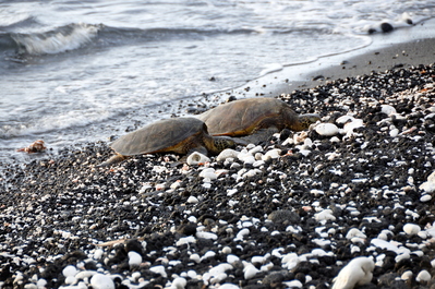 Sea turtles!