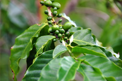 Coffee beans