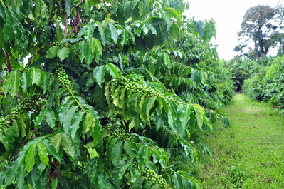 At the coffee farm