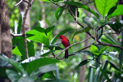 Cool red bird
