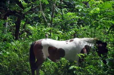 Horse with a passenger