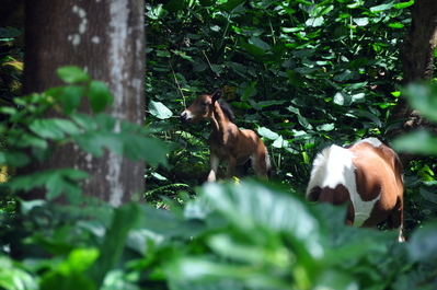 Baby horse