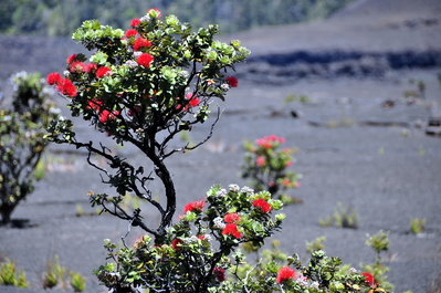 Kīlauea Iki Crater
