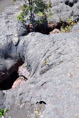 Tree mold at Maunu Ulu