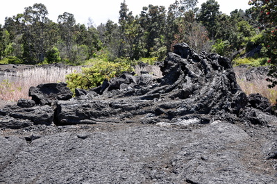 Tree mold at Maunu Ulu