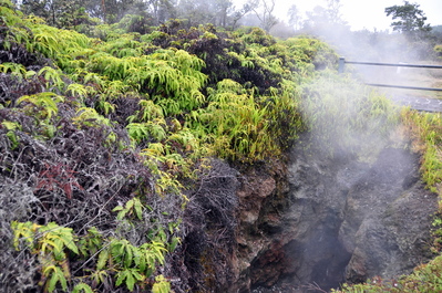 Steam vents