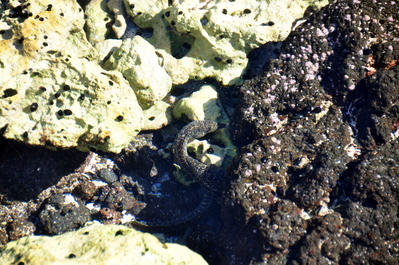 Two eels in a tide pool