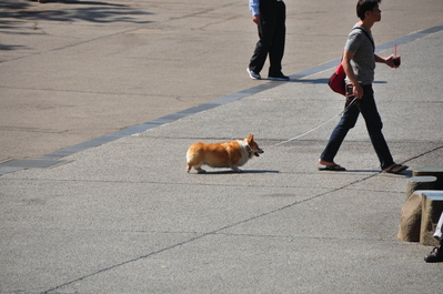 A corgi at Sensō-ji Buddhist Temple