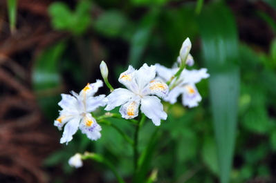 Flowers on the Avenue of Cedars