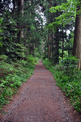 Avenue of Cedars