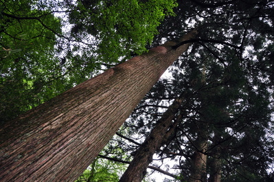Avenue of Cedars