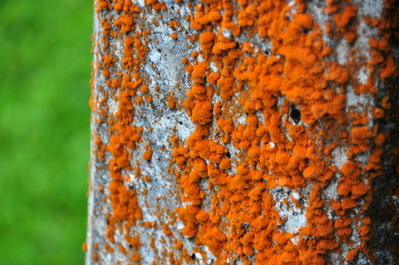 Cool moss