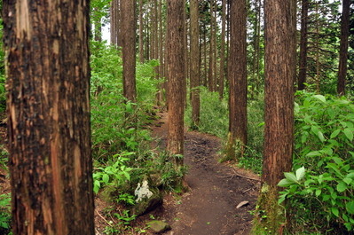 Trail near the tea house