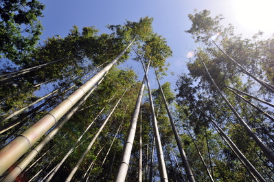 In the bamboo grove