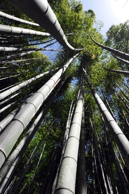 In the bamboo grove