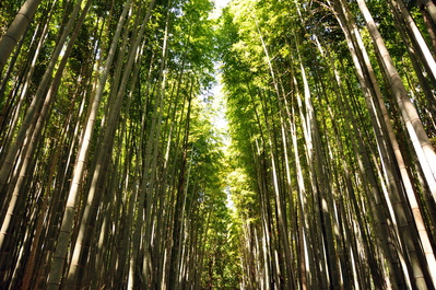 In the bamboo grove