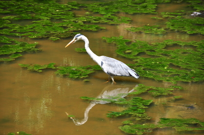 Random heron
