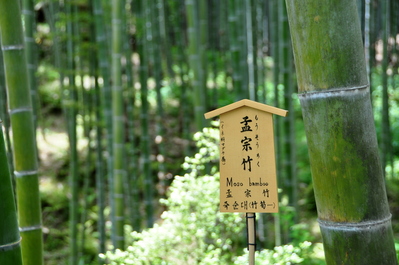 In the gardens of Tenryū-ji Temple
